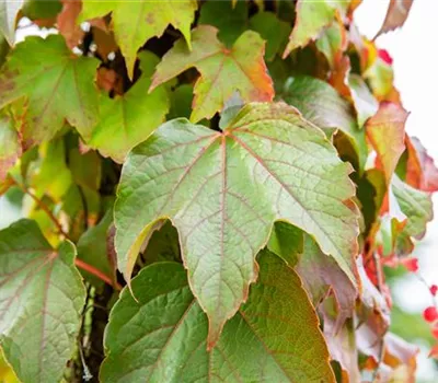 Parthenocissus tric.'Veitchii'