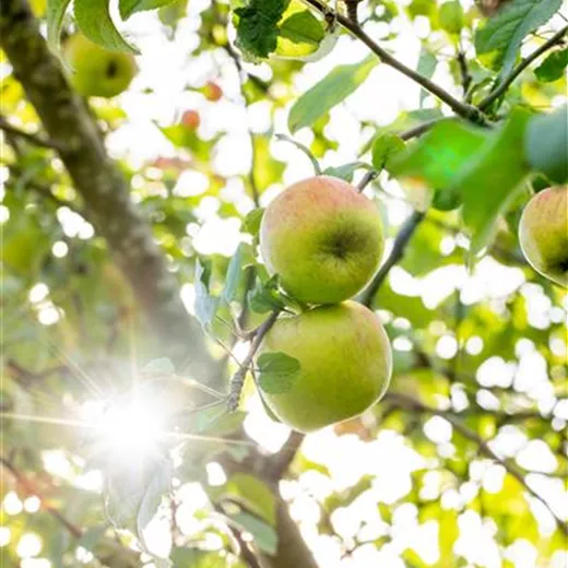 Malus 'Roter Berlepsch' CAC