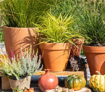 Pennisetum alopecuroides 'Little Bunny'