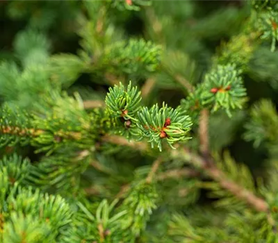 Picea pungens 'Lucky Strike' Picea pungens 'Lucky Strike'