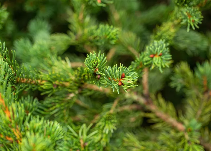 Picea pungens 'Lucky Strike'