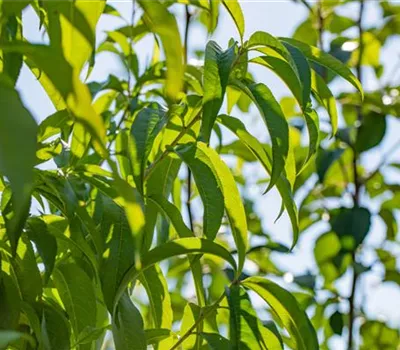 Prunus persica 'Revita' -S- CAC