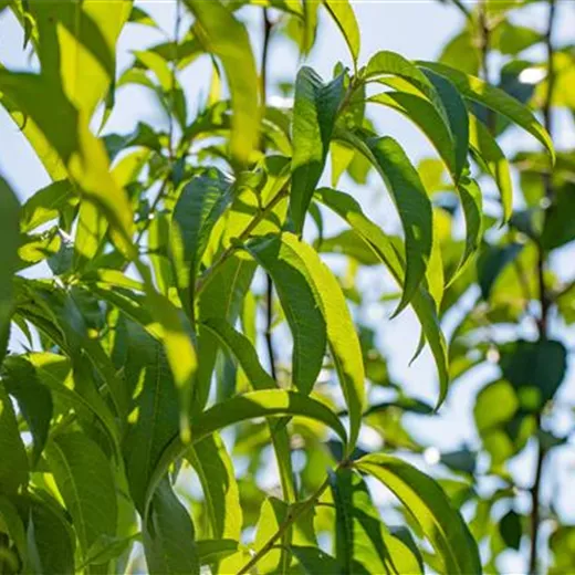 Prunus persica 'Revita' -S- CAC