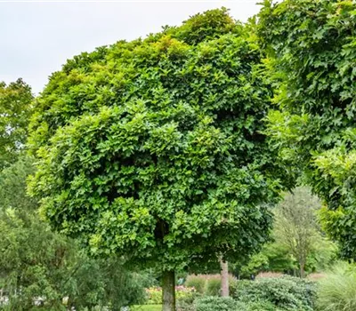 Quercus palustris 'Green Dwarf'