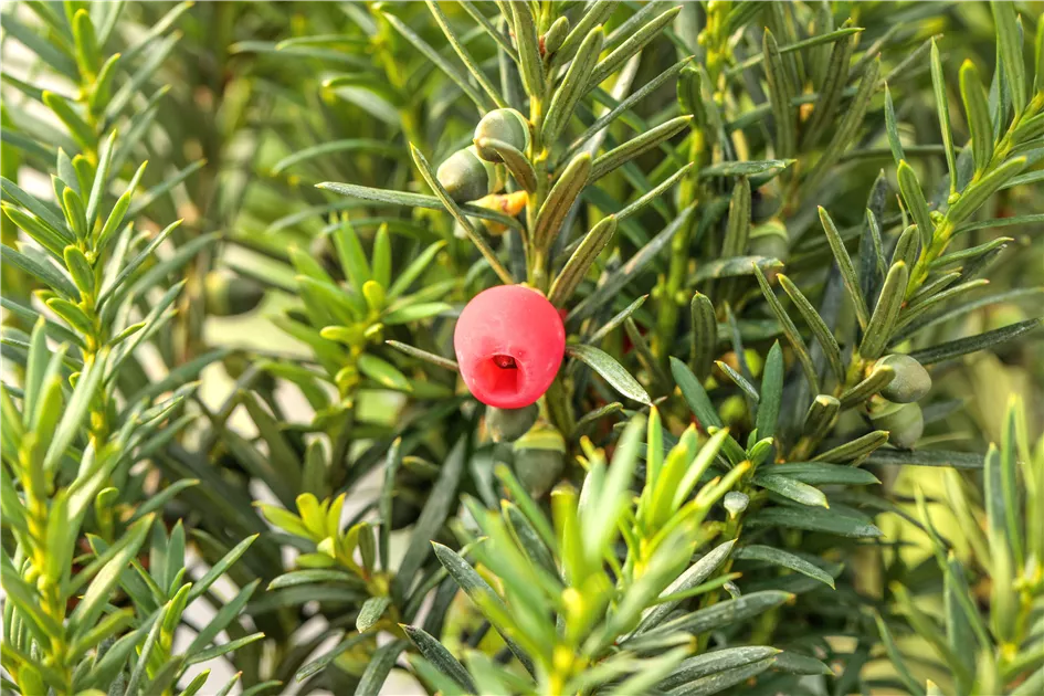 Taxus media 'Hicksii'