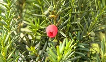 Taxus media 'Hicksii'