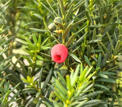 Taxus media 'Hicksii'