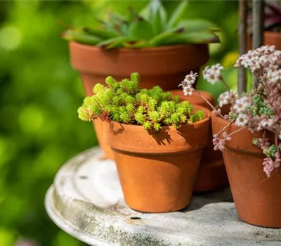 Sedum acre Sedum acre