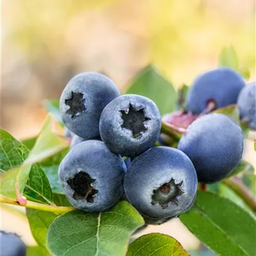 Vaccinium corymb.'Bluecrop' CAC