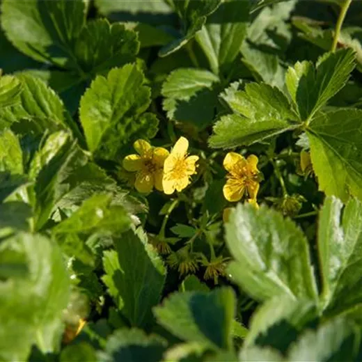 Waldsteinia ternata Waldsteinia ternata