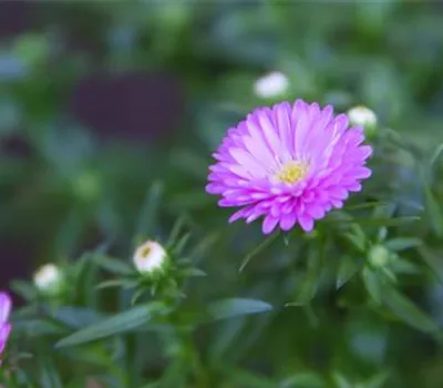 Glattblatt Aster - Einpflanzen im Garten