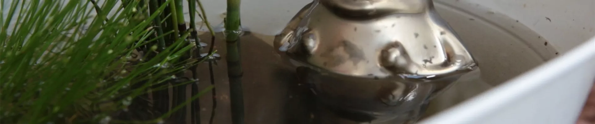 DIY Mini-teich (Thumbnail) DIY Mini-teich (Thumbnail)