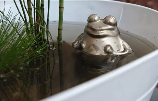 Mini-Teich anlegen Mini-Teich anlegen