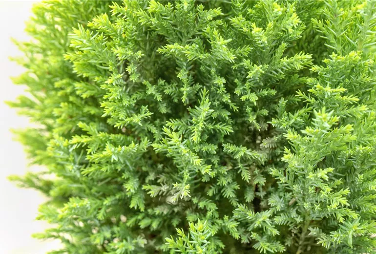 Chamaecyparis lawsoniana 'Ellwood´s Gold' Chamaecyparis lawsoniana 'Ellwood´s Gold'