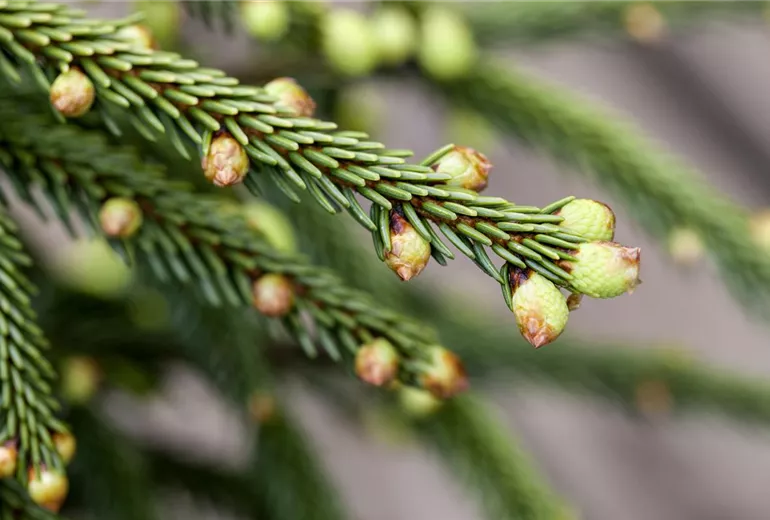 Picea orientalis 'Aureospicata' Picea orientalis 'Aureospicata'