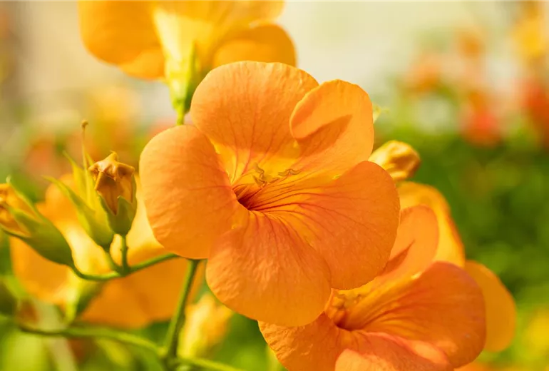 Campsis grandiflora Campsis grandiflora