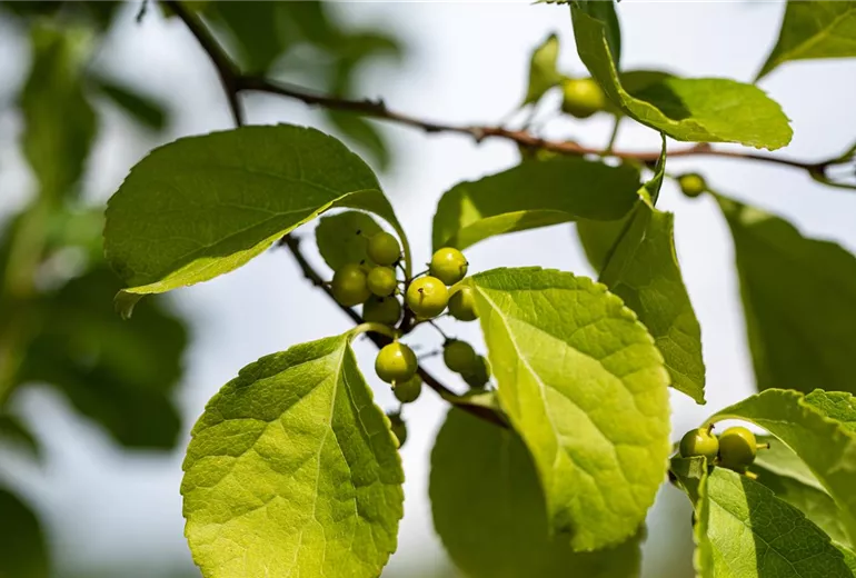 Celastrus orbiculatus Celastrus orbiculatus