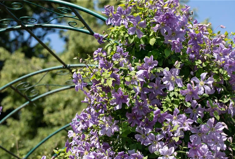 Clematis, lila Clematis, lila