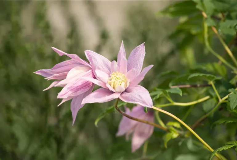 Clematis macropetala 'Markham´s Pink' Clematis macropetala 'Markham´s Pink'