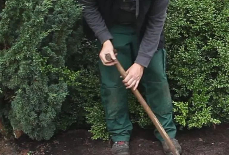 Formgehölz-Einpflanzen einer Zypresse 1