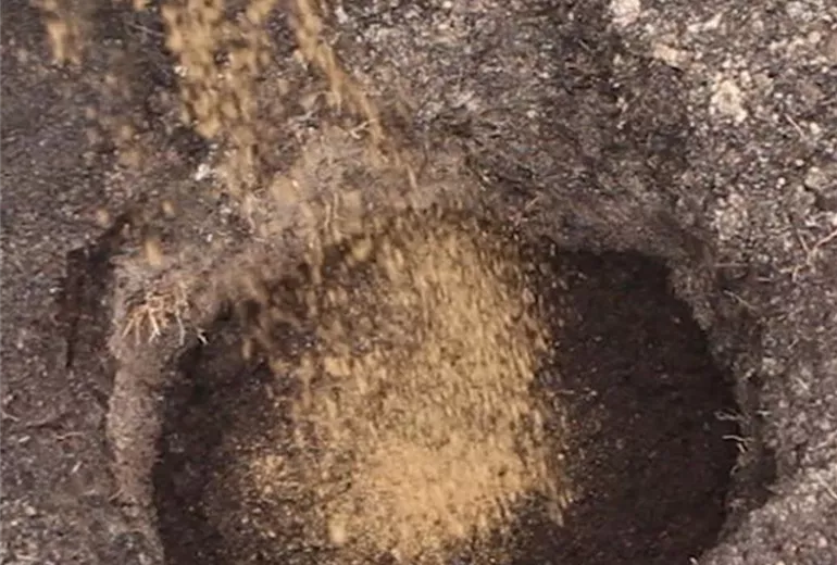 Formgehölze-Einpflanzen einer Zypresse 2