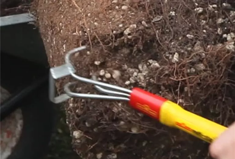 Formgehölze-Einpflanzen einer Zypresse 3