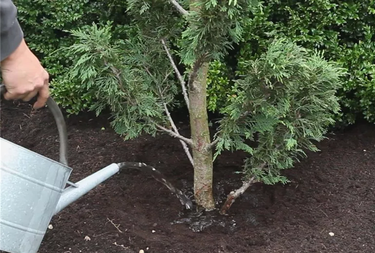 Formgehölze- Einpflanzen einer Zypresse 5
