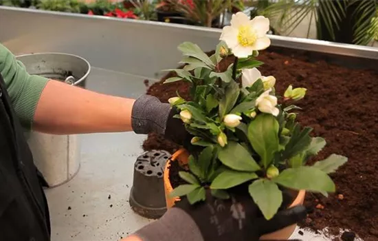 Christrose - Einpflanzen in ein Gefäß Christrose - Einpflanzen in ein Gefäß