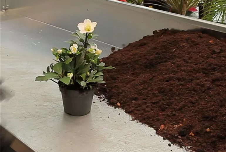 Christrose - Einpflanzen in ein Gefäß (1)