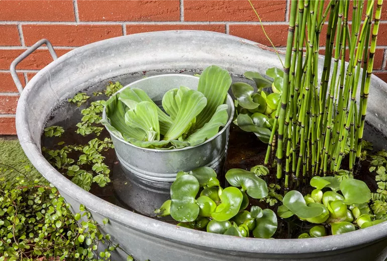 Pistia stratiotes Pistia stratiotes