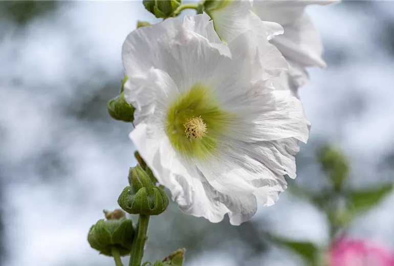 Alcea rosea, weiß Alcea rosea, weiß