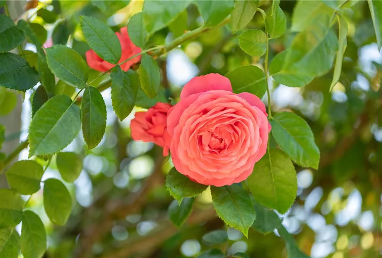 Kletterrose, rot Kletterrose, rot