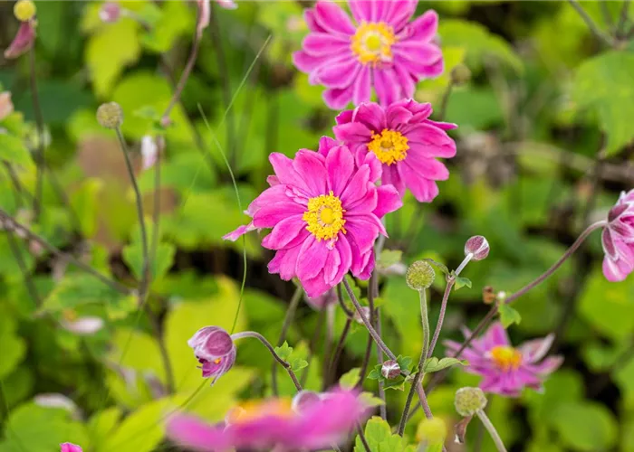 Anemone japonica 'Pamina'