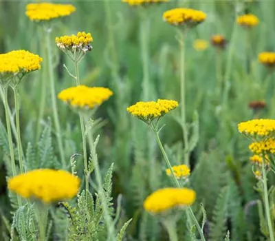 Achillea filipendulina 'Coronation Gold'