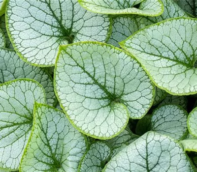 Brunnera macrophylla 'Jack Frost' -R-