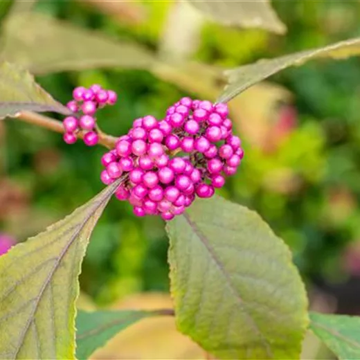 Callicarpa bodinieri 'Profusion' Callicarpa bodinieri 'Profusion'