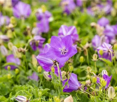Campanula carp.'Blaue Clips' Campanula carp.'Blaue Clips'