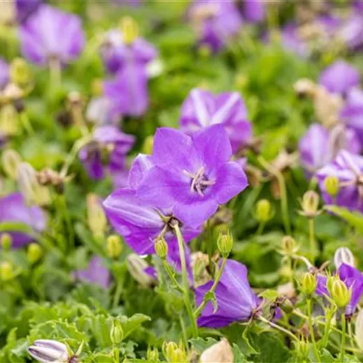 Campanula carp.'Blaue Clips'