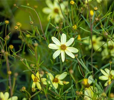 Coreopsis verticillata 'Moonbeam' Coreopsis verticillata 'Moonbeam'