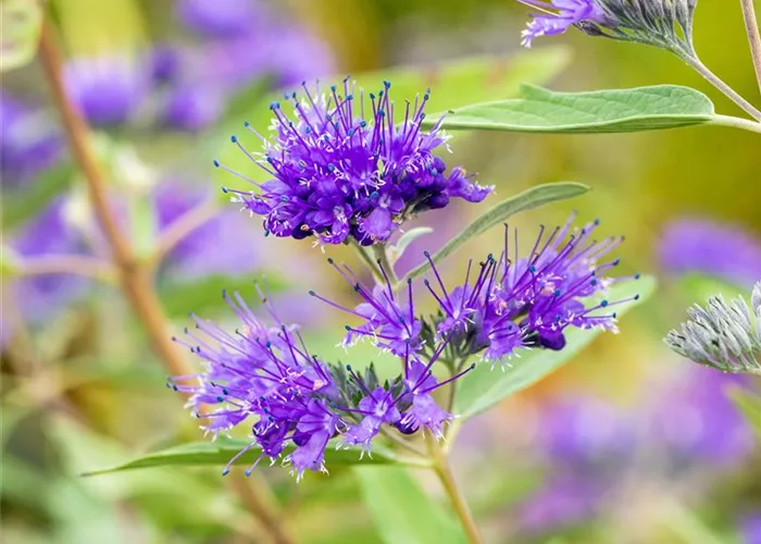 Caryopteris clandonensis 'Heavenly Blue'
