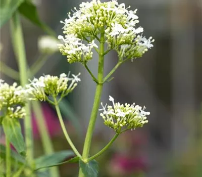 Centranthus ruber 'Albus'