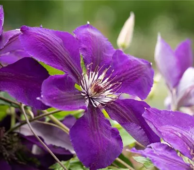 Clematis 'Jackmanii' Clematis 'Jackmanii'