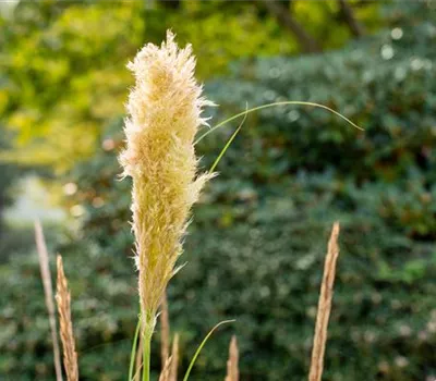 Cortaderia selloana 'Pumila'