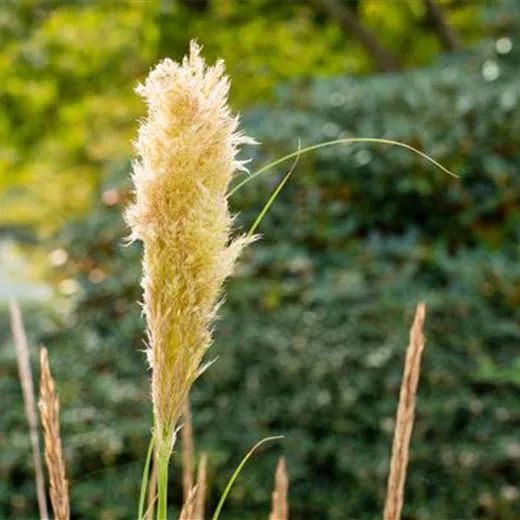 Cortaderia selloana 'Pumila'