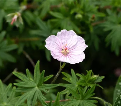 Geranium sang.v.striatum 'Apfelblüte'