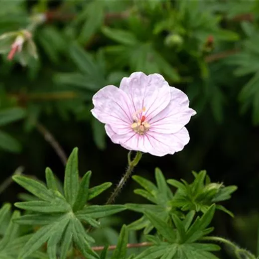 Geranium sang.v.striatum 'Apfelblüte'