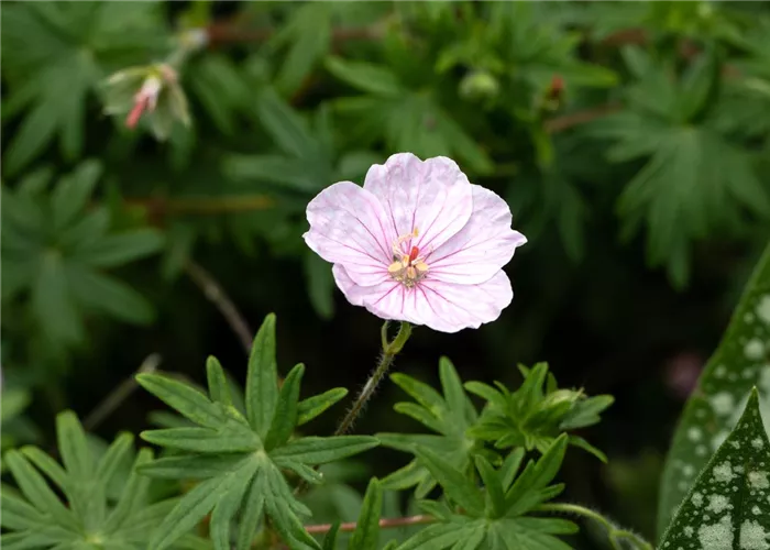 Geranium sang.v.striatum 'Apfelblüte'
