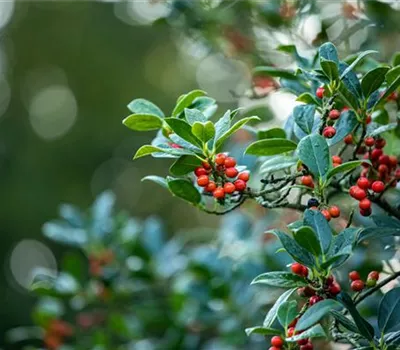Ilex aquif.'J.C.van Tol'