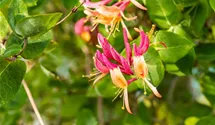 new dawn rose plant Rose New Dawn - Outdoor Plants - Plant Shop