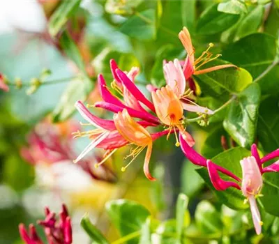 Lonicera heckrottii 'Goldflame' Lonicera heckrottii 'Goldflame'